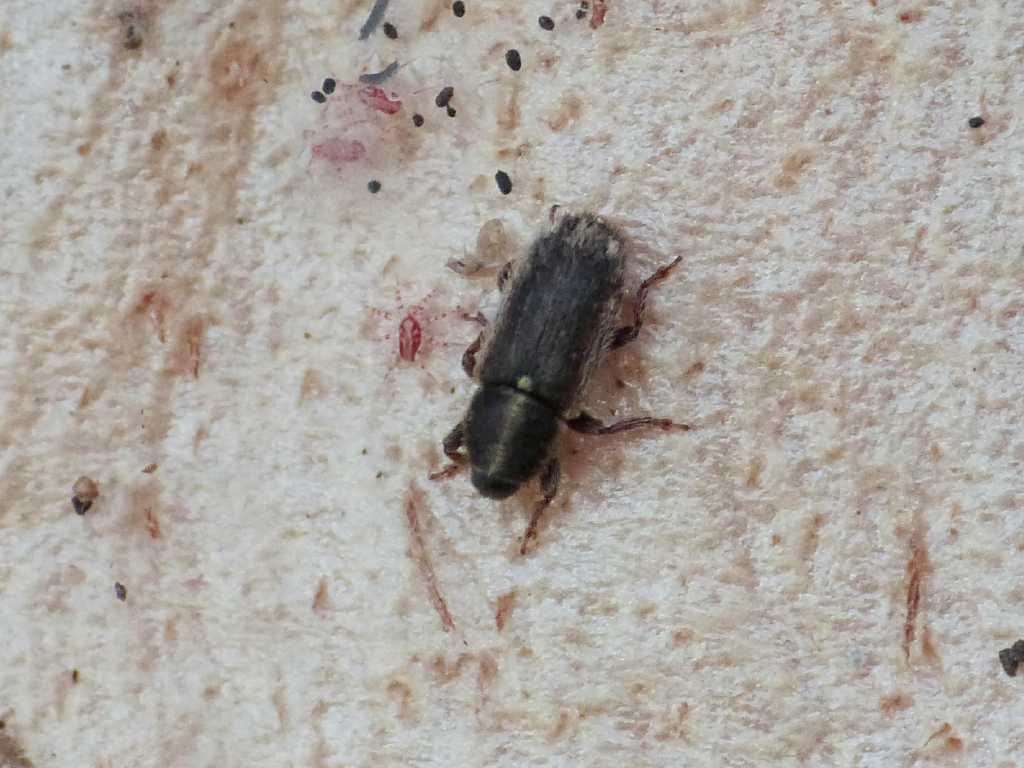 Piccolissimo Curculionidae:  Mecinus circulatus
